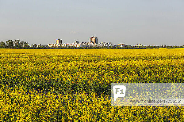 Germany  Berlin  Vast oilseed rape field with city skyline in distant background