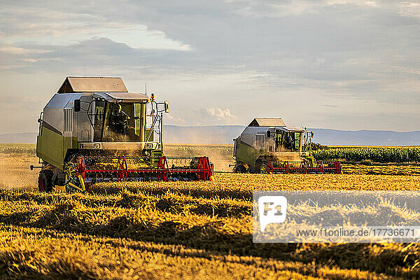 Farmers harvesting wheat with combine harvester at field