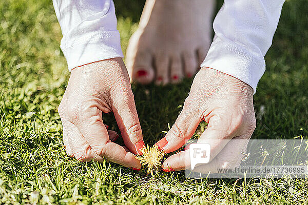 Hands of woman picking flower from grass on sunny day