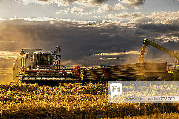 Harvester loading wheat in trailer at sunset