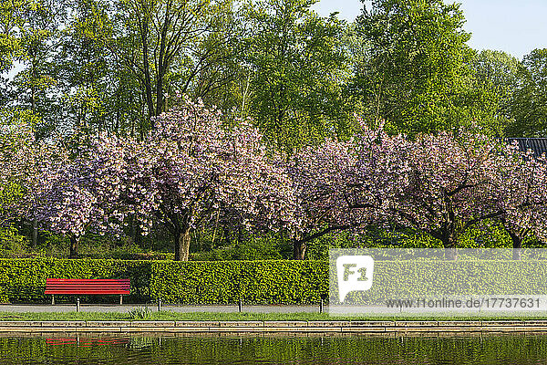 Germany  Berlin  Cherry trees blossoming in springtime park