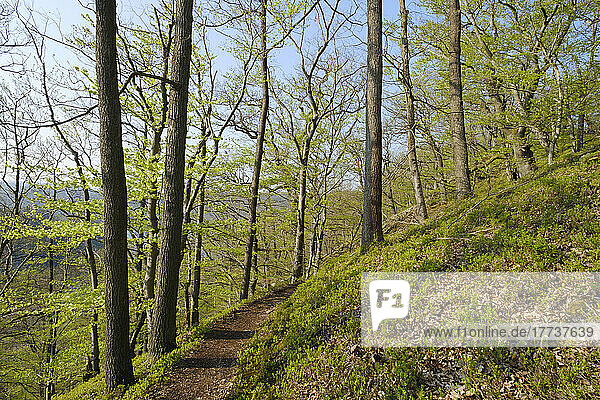 Germany  Hesse  Knorreichenstieg trail in Kellerwald-Edersee National Park