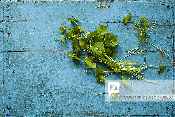 Studio shot of Indian lettuce (Claytonia perfoliata) lying against wooden rustic background