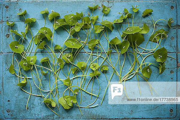 Studioaufnahme von indischem Salat (Claytonia perfoliata)  flach vor rustikalem Holzhintergrund ausgelegt