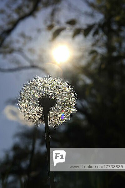 Dandelion seed head illuminated by sunlight