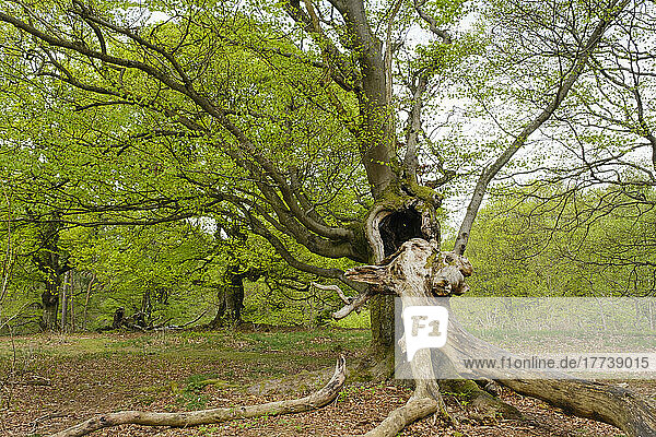 Deutschland  Hessen  Bad Wildungen  Hutewald Halloh-Buchen im Naturpark Kellerwald-Edersee