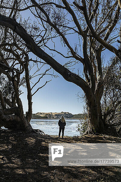 USA  California  Los Osos  Rear view of woman standing among eucalyptus trees  facing Morro Bay
