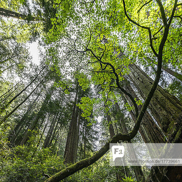 USA  California  Mill Valley  Redwood trees in forest