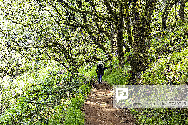 USA  California  Mill Valley  Senior woman hiking through redwood forest near Mt Tamalpais