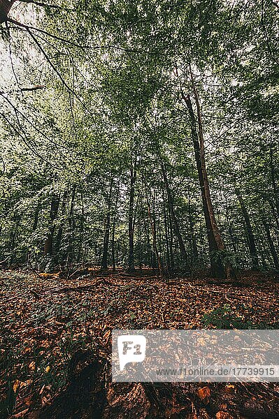 Blätter auf dem Waldboden im Wald vom Deister in der Nähe von Hannover  Wennigsen  Niedersachsen  Deutschland  Europa