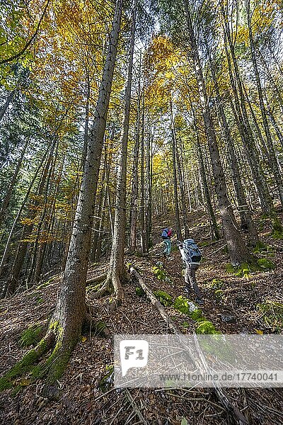 Wanderer im Mischwald im Herbst  bei Scharnitz  Bayern  Deutschland  Europa
