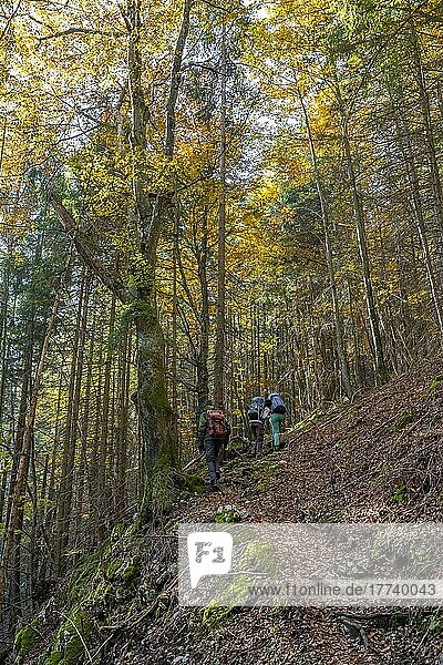 Wanderer im Mischwald im Herbst  bei Scharnitz  Bayern  Deutschland  Europa