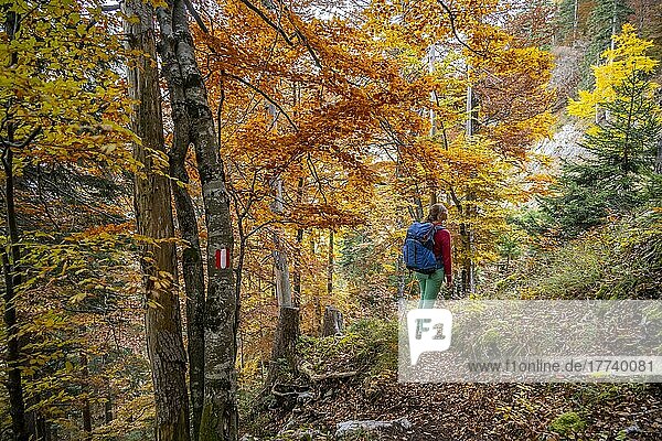 Woman on hiking trail  deciduous forest in autumn  near Scharnitz  Bavaria  Germany  Europe