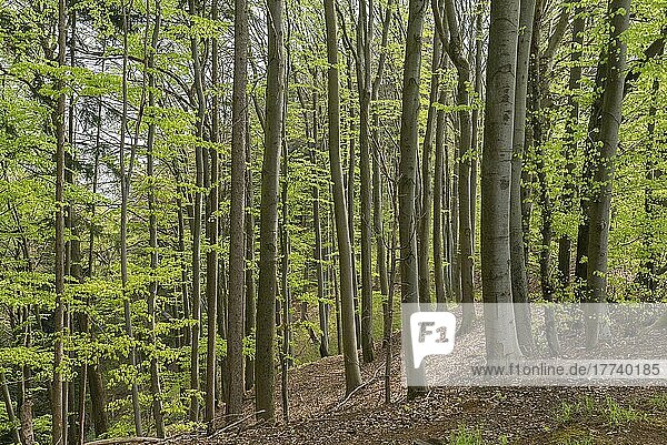 Buchenwald (Fagus) im Frühling  Bayern  Deutschland  Europa