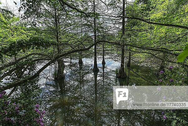 Echte Sumpfzypressen (Taxodium distichum) im Wasser  Schlosspark Dennenlohe  Mittelfranken Bayern  Deutschland  Europa