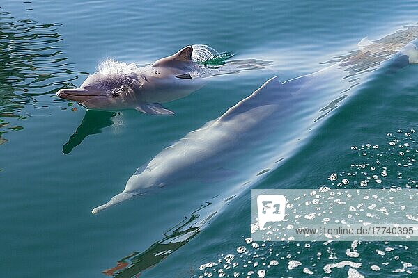 Gewöhnliche Gemeiner Delfin (Delphinus delphis)  Fjorde oder Khor von Musandam  Musandam  Sultanat Oman