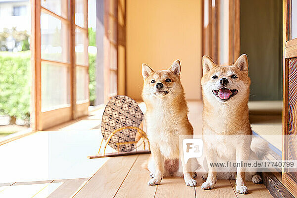 Shiba inu dogs in traditional Japanese house