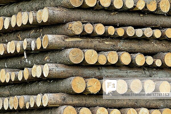 Holzstapel  gleichmäßig geschichtete Fichtenstämme  Allgäuer Alpen  Allgäu  Bayern  Deutschland  Europa