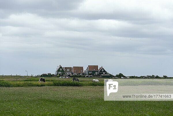 Charakteristische Wohnhäuser  Wiesen  Kühe  Halbinsel Marken  Noord-Holland  Niederlande  Europa