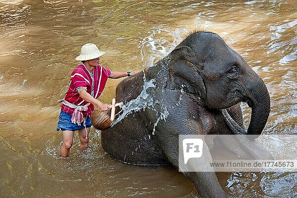 Mahout washing his elephant at the Elephant Nature Park in Chiang Mai  Thailand  Asia