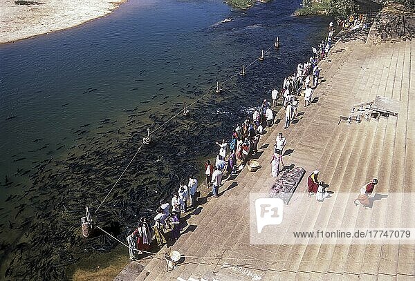 Pilgerfahrt zur fressen der Fische  Fluss Tunga in Sringeri  Karnataka  Indien  Asien
