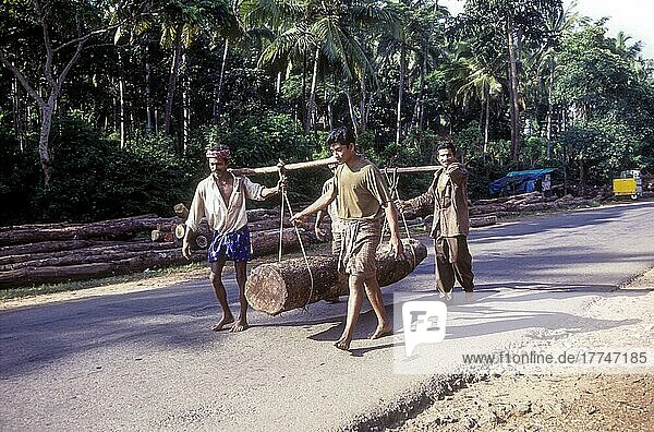 Log of wood being transported for sawing at Feroke near Kozhikode  Kerala  India  Asia