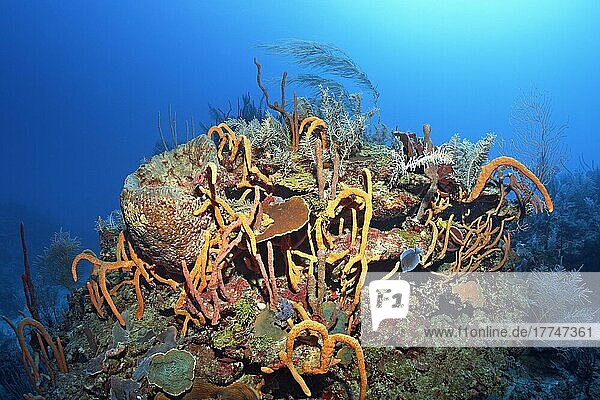 Typical Caribbean coral (Octocorallia) reef  large coral block with various scattered pore rope sponge (Aplysina fulva) (Porifera) mainly rope sponge and stony coral (Scleractinia)  Caribbean Sea  Santiago de Cuba  Santiago de Cuba Province  Cuba  West Indies  Caribbean Sea  Central America