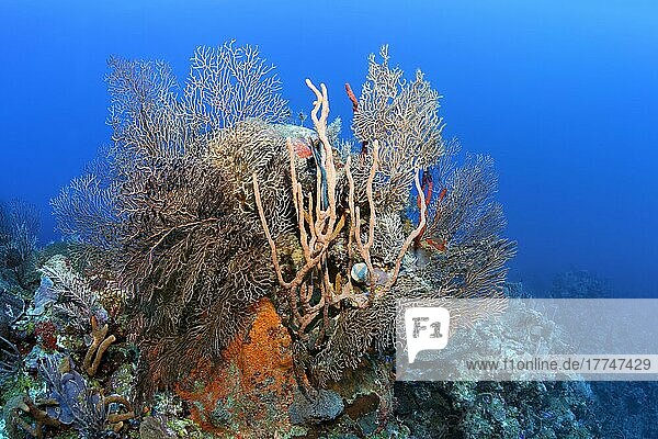 Korallenblock mit Tiefsee Gorgonie (Iciligorgia schrammi)  verschiedene Schwämme und Korallen  Karibisches Meer  Santiago de Cuba  Provinz Santiago de Cuba  Kuba  Westindische Inseln  Karibik  Mittelamerika