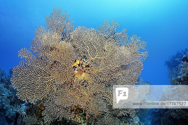 Coral block with deep sea gorgonian (Inciligorgia schrammi)  Caribbean Sea  Santiago de Cuba  Santiago de Cuba Province  Cuba  West Indies  Caribbean Sea  Central America