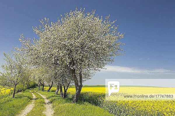 Feldweg zwischen blühenden Rapsfeldern (Brassica napus) mit blühenden Apfelbäumen (Malus)  Räckelwitz  Oberlausitz  Sachsen  Deutschland  Europa