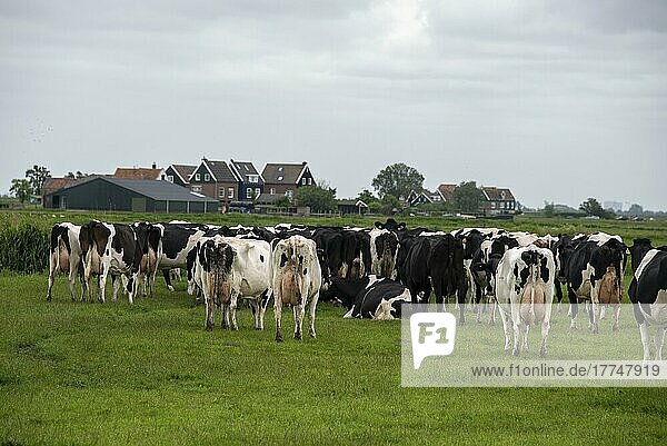 Kühe auf der Weise  dahinter charakteristische Wohnhäuser  Halbinsel Marken  Noord-Holland  Niederlande  Europa