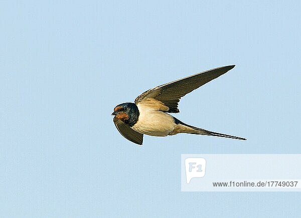 Barn Swallow (Hirundo rustica) adult male  in flight  with full crop to feed young  Norfolk  England  United Kingdom  Europe