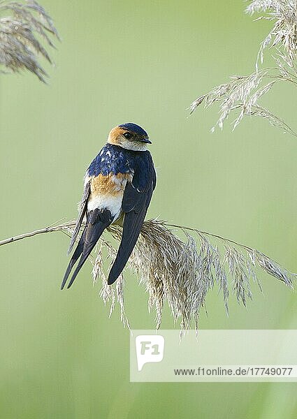 Red-rumped swallow (Hirundo daurica) adult  perching on reed seed head  Lesvos  Greece  Europe