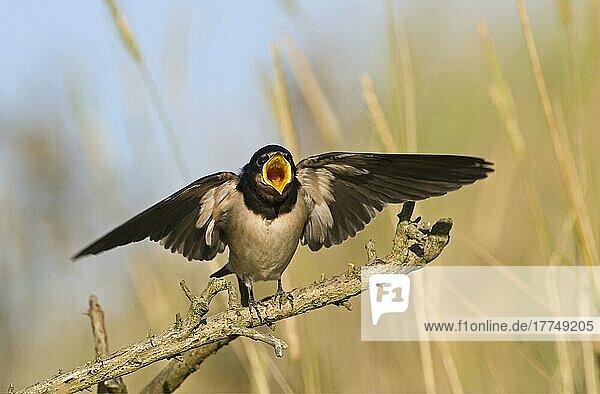 Barn Swallow (Hirundo rustica) fledged young  begging for food  Cley  Norfolk  England  United Kingdom  Europe