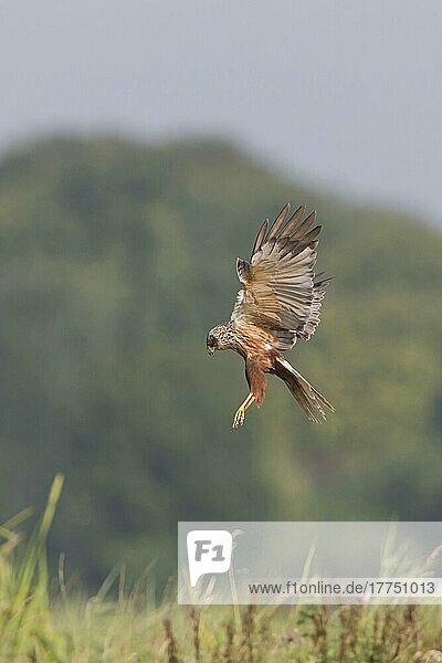 Westliche Rohrweihe (Circus aeruginosus)  erwachsenes Männchen  im Flug  schwebt über hohem Gras  Suffolk  England  Juli