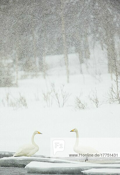 Singschwan (Cygnus cygnus)  erwachsenes Paar  steht bei starkem Schneefall in einem vereisten Fluss  Nordfinnland  März