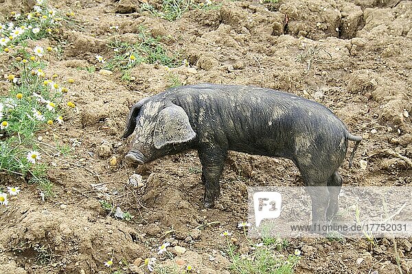 Hausschwein  großes schwarzes  vier Wochen altes Ferkel  auf der Koppel stehend  Suffolk  England  August