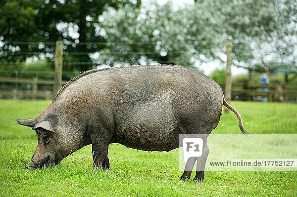 Hausschwein  Eisenzeitschwein  Sau  Futtersuche auf Gras  Cotswolds Farm Park  Gloucestershire  England  August