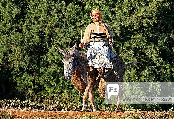 Esel  Erwachsener  Lastenträger und Reiterin  Marokko  darf  Afrika
