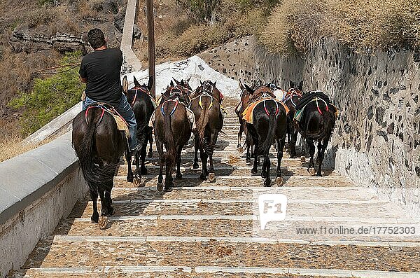 Donkey  herd with handler  going down stairs  Fira  Santorini  Cyclades  Aegean Sea  Greece  Europe