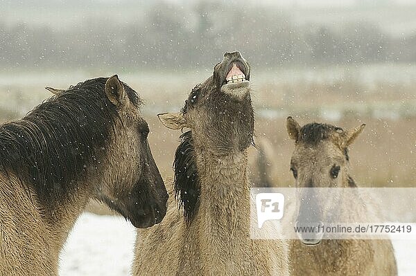 Konik-Pferd  Erwachsene  eines in Flehmen  Nahaufnahme der Köpfe  im Schnee  Naturreservat Ham Fen  Kent  England  Winter