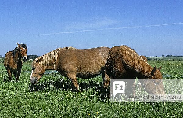 Horse Sokolskie horse feeding in the Biebrza marshes  Poland  Europe