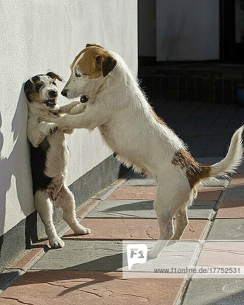 Haushund  Jack Russell Terrier  erwachsene Hündin und Welpe  kämpft gegen die Wand  Devon  England  April