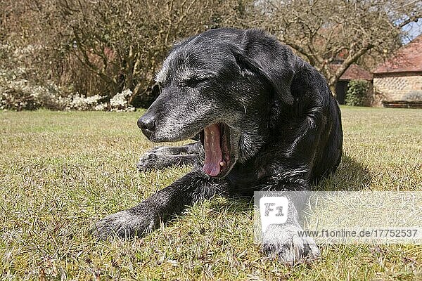 Haushund  Black Labrador Retriever  ältere erwachsene Hündin  fünfzehn Jahre alt  gähnend  im Gras liegend  England  April
