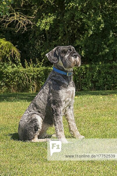 Haushund  Riesenschnauzer  erwachsene Hündin  auf Gras sitzend  Lincolnshire  England  August