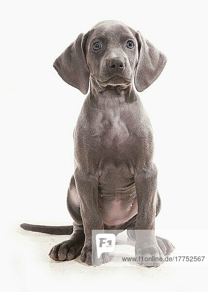 Haushund  Weimaraner  blaue kurzhaarige Varietät  Welpe  sitzend