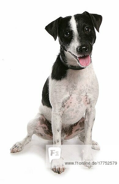 Haushund  Jack Russell Terrier  erwachsen  sitzend
