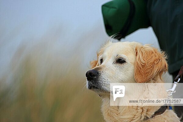 Haushund  Golden Retriever  Erwachsener  Nahaufnahme des Kopfes  trägt Halsband und Leine  Norfolk  England  Oktober
