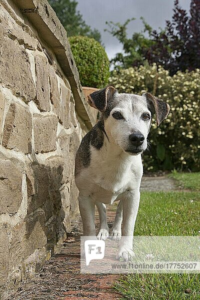 Haushund  Jack Russell Terrier  älterer Erwachsener  steht neben der Mauer im Garten  England  August