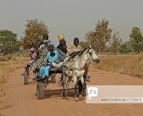Senegalesische Familie reitet mit Pferdewagen zum nahe gelegenen Markt in der Nähe von Toubacouta  Senegal  Januar  Afrika